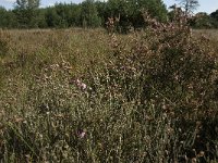 NL, Noord-Brabant, Reusel-De Mierden, Mispeleindsche Heide 10, Saxifraga-Jan van der Straaten