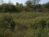 NL, Noord-Brabant, Reusel-De Mierden, Mispeleindsche Heide 14, Saxifraga-Jan van der Straaten