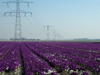 NL, Noord-Brabant, Roosendaal, Moerstraten 1, Saxifraga-Jan van der Straaten