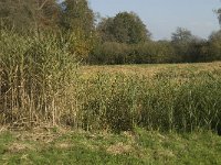 NL, Noord-Brabant, Sint-Michielsgestel, Dooibroek 2, Saxifraga-Jan van der Straaten