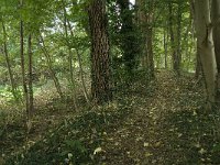 NL, Noord-Brabant, Sint-Michielsgestel, Haanwijk 3, Saxifraga-Jan van der Straaten