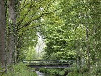 NL, Noord-Brabant, Sint-Michielsgestel, Landgoed Zegenwerp 3, Saxifraga-Tom Heijnen