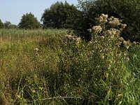 NL, Noord-Brabant, Sint-Michielsgestel, Zegenworp 17, Saxifraga-Jan van der Straaten