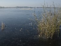 NL, Noord-Brabant, Someren, Beuven 12, Saxifraga-Jan van der Straaten