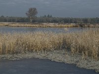 NL, Noord-Brabant, Someren, Beuven 17, Littorella uniflora, Saxifraga-Jan van der Straaten