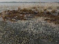 NL, Noord-Brabant, Someren, Beuven 23, Hypericum elodes, Saxifraga-Jan van der Straaten