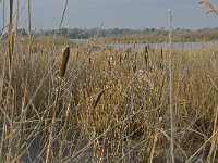 NL, Noord-Brabant, Someren, Beuven 30, Saxifraga-Jan van der Straaten