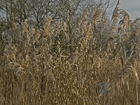 NL, Noord-Brabant, Someren, Beuven-Zuid 3, Saxifraga-Jan van der Straaten