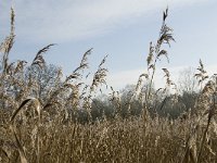 NL, Noord-Brabant, Someren, Beuven-Zuid 5, Saxifraga-Jan van der Straaten