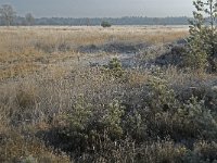 NL, Noord-Brabant, Someren, Strabrechtsche Heide 2, Saxifraga-Jan van der Straaten