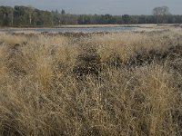 NL, Noord-Brabant, Someren, Strabrechtsche Heide 6, Saxifraga-Jan van der Straaten