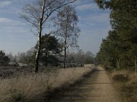 NL, Noord-Brabant, Someren, Strabrechtsche Heide 7, Saxifraga-Jan van der Straaten