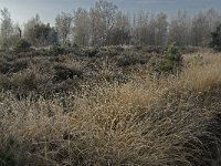 NL, Noord-Brabant, Someren, Strabrechtsche Heide 9, Saxifraga-Jan van der Straaten