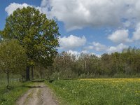 NL, Noord-Brabant, Tilburg, Aschotse Steeg 1, Saxifraga-Marijke Verhagen