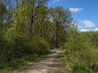 NL, Noord-Brabant, Tilburg, Nieuwe Tiend 23, Saxifraga-Marijke Verhagen