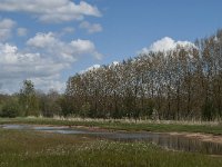 NL, Noord-Brabant, Tilburg, Nieuwe Tiend 24, Saxifraga-Marijke Verhagen