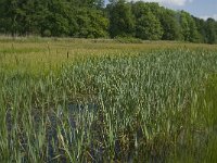 NL, Noord-Brabant, Tilburg, Nieuwe Tiend 8, Saxifraga-Jan van der Straaten