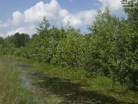 NL, Noord-Brabant, Tilburg, de Oude Tiend 2, Saxifraga-Jan van der Straaten