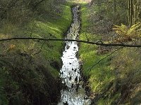 NL, Noord-Brabant, Valkenswaard, Borkel, Dommelbeemden 1, Saxifraga-Jan van der Straaten