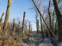 NL, Noord-Brabant, Valkenswaard, De Elshouters 1, Saxifraga-Tom Heijnen