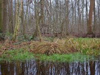 NL, Noord-Brabant, Valkenswaard, De Elshouters 5, Saxifraga-Tom Heijnen