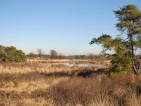 NL, Noord-Brabant, Valkenswaard, De Malpie 13, Saxifraga-Tom Heijnen