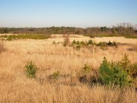 NL, Noord-Brabant, Valkenswaard, De Malpie 15, Saxifraga-Tom Heijnen