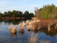 NL, Noord-Brabant, Valkenswaard, De Malpie 2, Saxifraga-Tom Heijnen