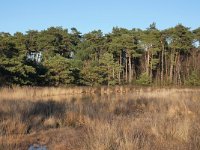 NL, Noord-Brabant, Valkenswaard, De Malpie 8, Saxifraga-Tom Heijnen