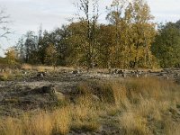 NL, Noord-Brabant, Valkenswaard, De Plateaux 10, Saxifraga-Jan van der Straaten