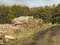 NL, Noord-Brabant, Valkenswaard, De Plateaux 12, Saxifraga-Jan van der Straaten