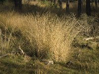 NL, Noord-Brabant, Valkenswaard, De Plateaux 20, Saxifraga-Jan van der Straaten