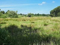 NL, Noord-Brabant, Valkenswaard, Dommel valley in De Malpie 1, Saxifraga-Tom Heijnen