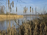 NL, Noord-Brabant, Valkenswaard, Grevenschutsven 6, Saxifraga-Marijke Verhagen