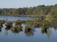 NL, Noord-Brabant, Valkenswaard, Groot Malpieven 1, Saxifraga-Jan van der Straaten