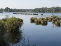 NL, Noord-Brabant, Valkenswaard, Groot Malpieven 2, Saxifraga-Jan van der Straaten