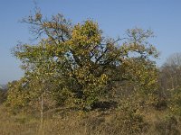 NL, Noord-Brabant, Valkenswaard, Malpiebergsche Heide 1, Saxifraga-Jan van der Straaten