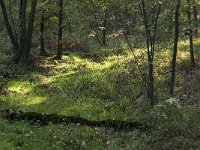 NL, Noord-Brabant, Valkenswaard, Malpiebergsche Heide 4, Saxifraga-Jan van der Straaten