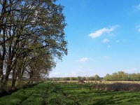 NL, Noord-Brabant, Valkenswaard, Patersgronden 7, Saxifraga-Tom Heijnen