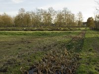 NL, Noord-Brabant, Valkenswaard, Pelterheggen 18, Saxifraga-Jan van der Straaten