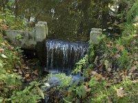 NL, Noord-Brabant, Valkenswaard, Pelterheggen 51, Saxifraga-Jan van der Straaten