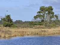 NL, Noord-Brabant, Valkenswaard, Plateaux-Hageven 14, Saxifraga-Tom Heijnen