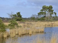 NL, Noord-Brabant, Valkenswaard, Plateaux-Hageven 15, Saxifraga-Tom Heijnen