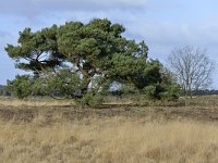 NL, Noord-Brabant, Valkenswaard, Plateaux-Hageven 16, Saxifraga-Tom Heijnen