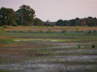 NL, Noord-Brabant, Valkenswaard, Plateaux-Hageven 17, Saxifraga-Tom Heijnen