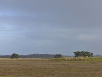 NL, Noord-Brabant, Valkenswaard, Plateaux-Hageven 6, Saxifraga-Tom Heijnen