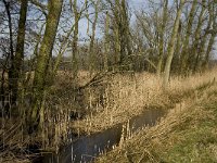 NL, Noord-Brabant, Valkenswaard, Tongelreep 1, Saxifraga-Jan van der Straaten