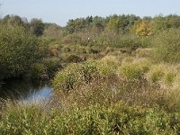 NL, Noord-Brabant, Valkenswaard, Vaarven 2, Saxifraga-Jan van der Straaten