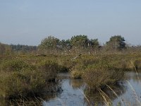 NL, Noord-Brabant, Valkenswaard, Vaarven 3, Saxifraga-Jan van der Straaten