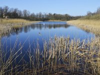 NL, Noord-Brabant, Valkenswaard, Visvijvers in Landgoed Valkenhorst 13, Saxifraga-Tom Heijnen